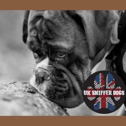 uk-sniffer-dogs-01