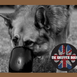 uk-sniffer-dogs-02