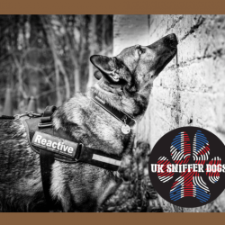 uk-sniffer-dogs-03